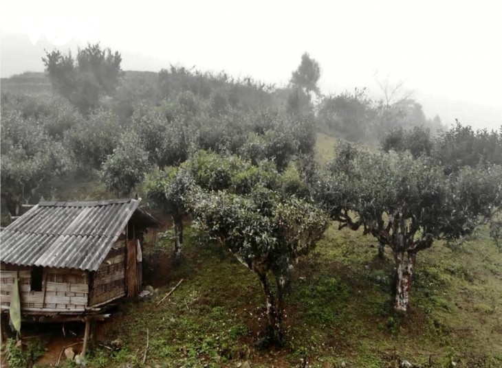 Son La’s ancient tea tree recognized as Vietnamese heritage tree - ảnh 1