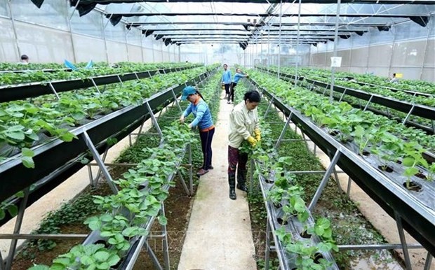 Production Mindset Reform: Key for Agricultural Development - ảnh 1
