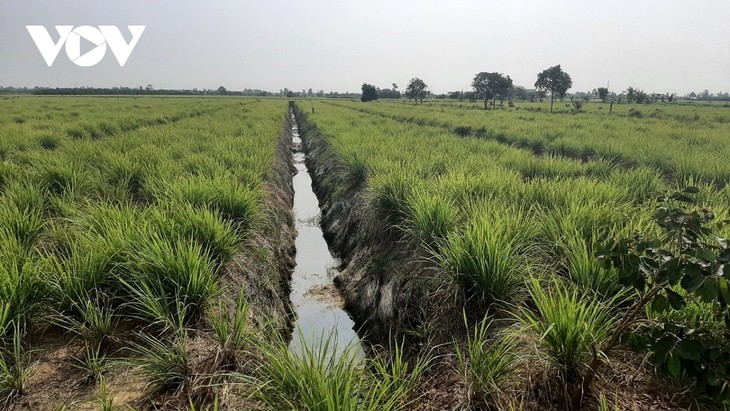 Lemon grass helps farmers in Tien Giang province escape poverty - ảnh 1