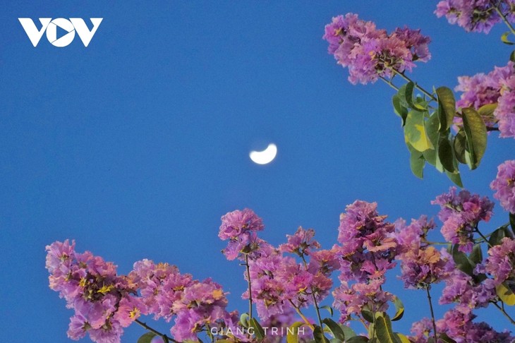 Emergence of blossoming crape myrtle flowers in Hanoi marks arrival of summer - ảnh 13