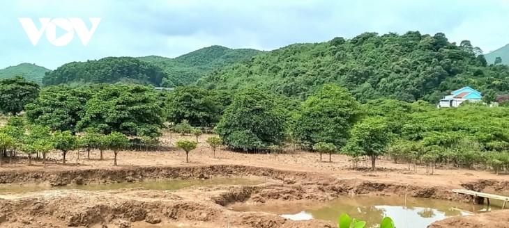 Mangrove forest protection should come from community consciousness, a lesson from Quang Ninh island - ảnh 1