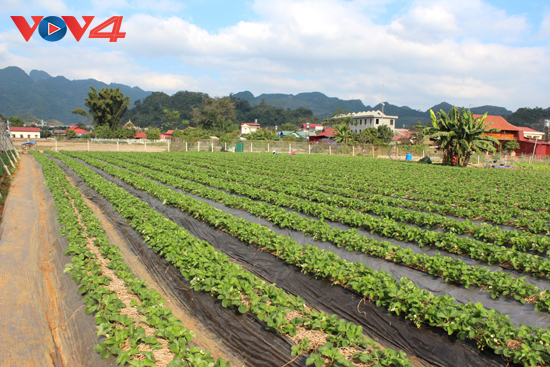 Argo-tourism brings huge benefit to Son La farmers - ảnh 1