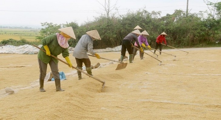 Krong No volcanic land and its special rice varieties - ảnh 2