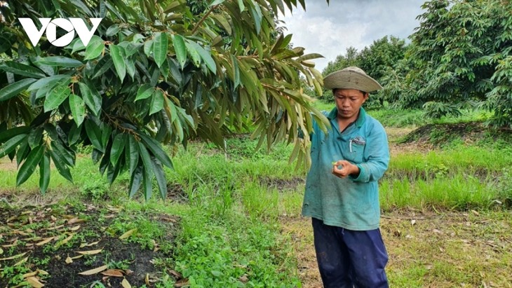 Long An exports durian via official channels - ảnh 1