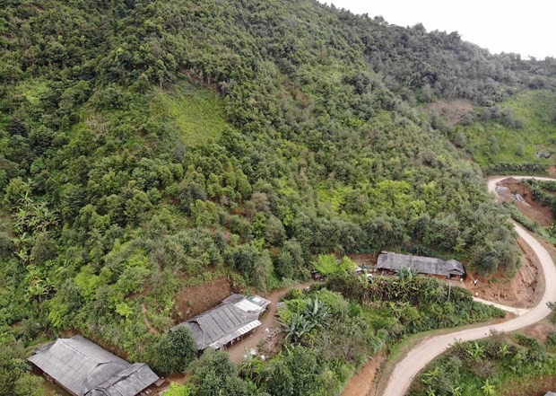 Son La’s docynia indica trees enter harvest season - ảnh 1