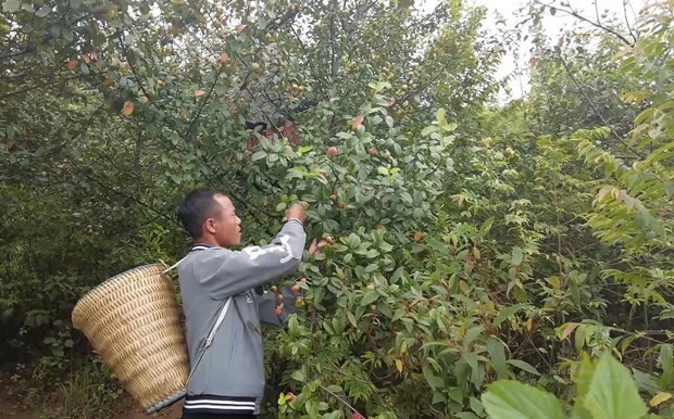 Son La’s docynia indica trees enter harvest season - ảnh 2