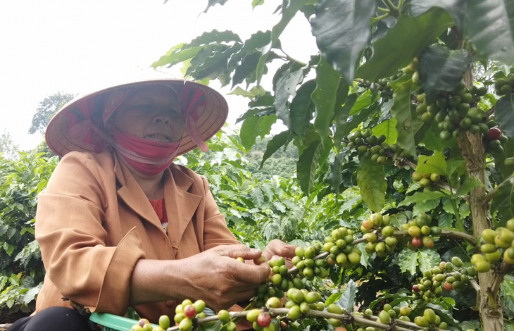 Son La develops its coffee brand - ảnh 2