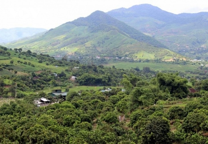 Son La province, home to farmer billionaires  - ảnh 1