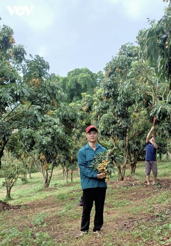 Son La province, home to farmer billionaires  - ảnh 2