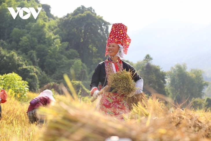 Paragliding over golden rice terrace fields in Northern Vietnam - ảnh 3