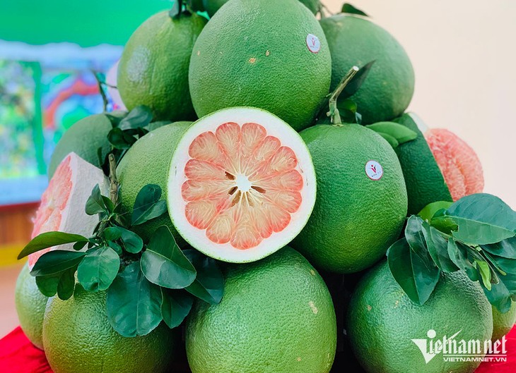 Ben Tre fresh pomelos exported to US market - ảnh 2