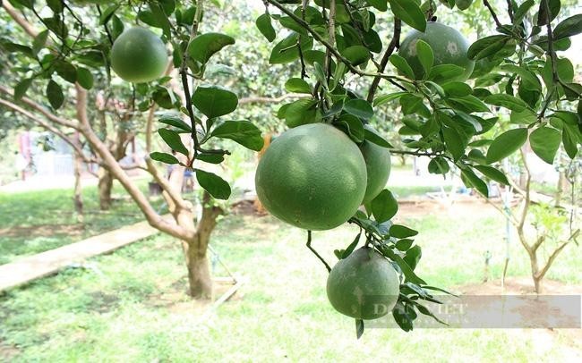 “Smart Village” model, a green symbol of Binh Duong province - ảnh 2