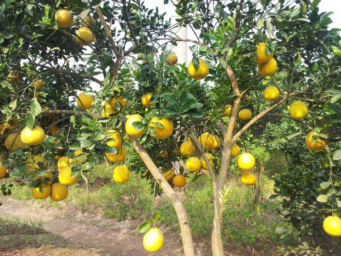 First batch of Dien pomelo exported to UK - ảnh 1