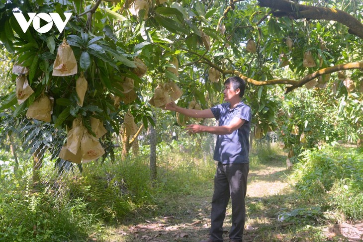 Dong Thap mango festival promotes local specialty  - ảnh 1