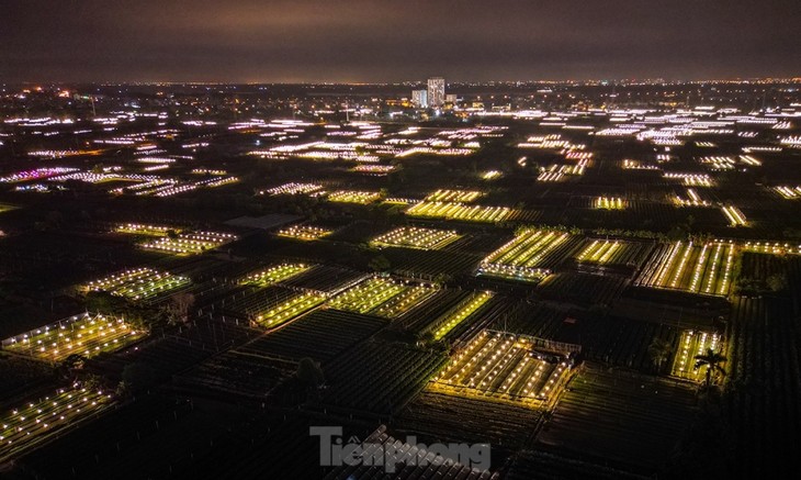 Preparations underway at Tay Tuu flower village ahead of Tet - ảnh 11