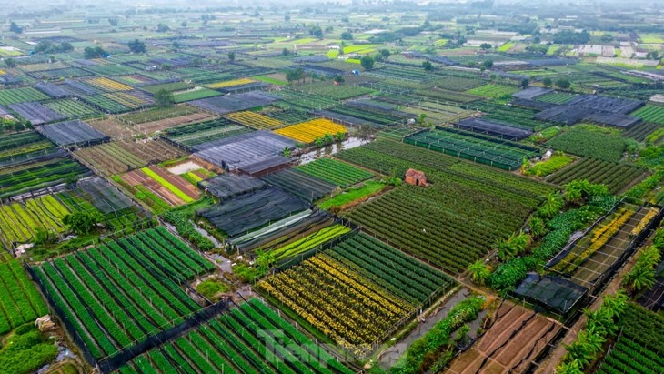 Preparations underway at Tay Tuu flower village ahead of Tet - ảnh 1