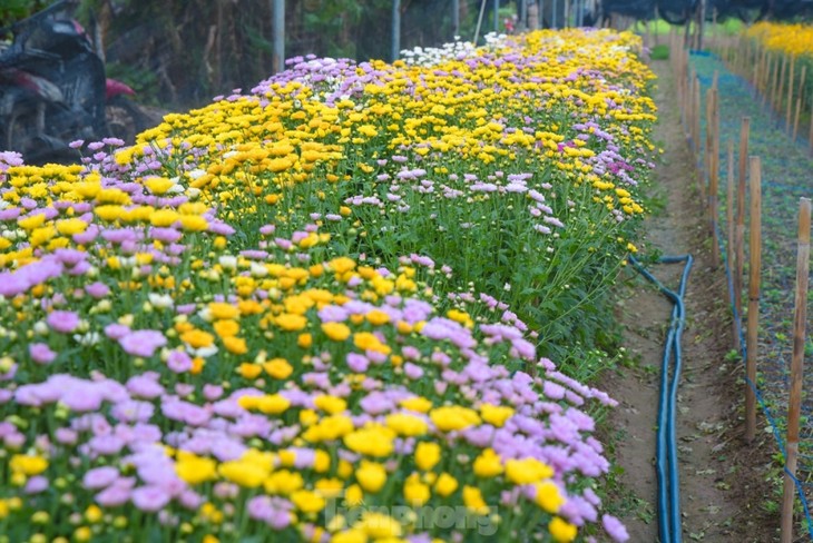 Preparations underway at Tay Tuu flower village ahead of Tet - ảnh 2