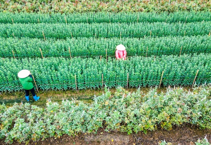 Preparations underway at Tay Tuu flower village ahead of Tet - ảnh 3