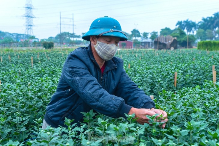 Preparations underway at Tay Tuu flower village ahead of Tet - ảnh 4