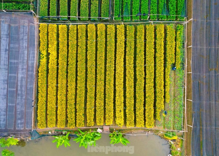 Preparations underway at Tay Tuu flower village ahead of Tet - ảnh 7