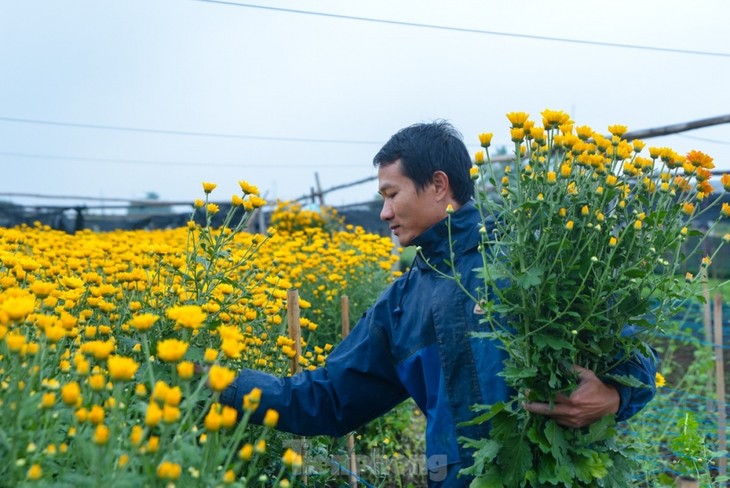 Preparations underway at Tay Tuu flower village ahead of Tet - ảnh 8