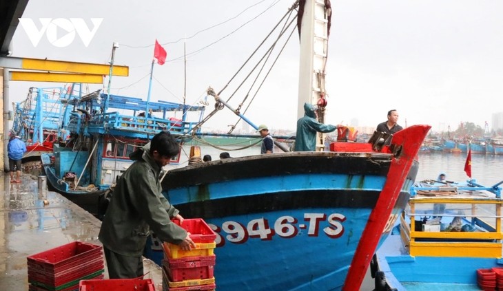 Da Nang fishermen have bumper Lunar New Year catches - ảnh 1