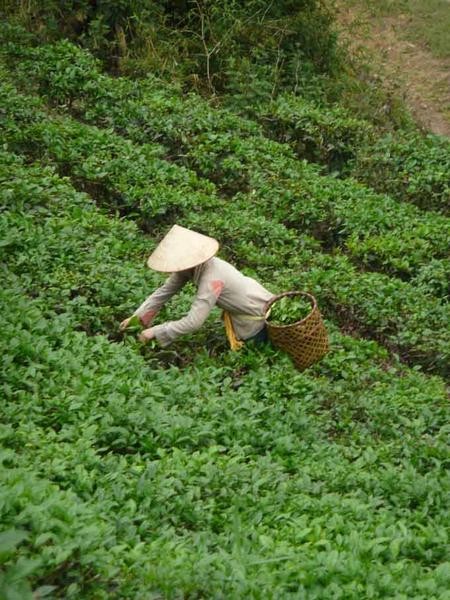 ADAM: fruit de la collaboration agricole entre Vietnamiens et Français - ảnh 2