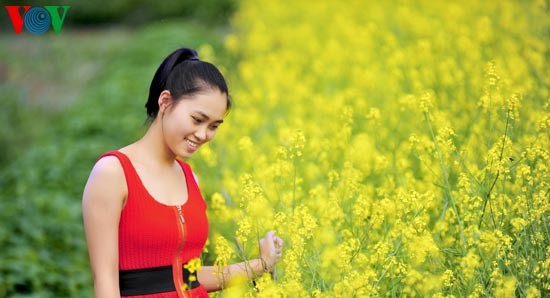 Le printemps s'empare des champs de fleurs de moutarde - ảnh 7