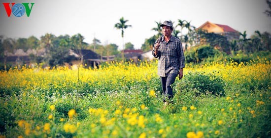 Le printemps s'empare des champs de fleurs de moutarde - ảnh 2