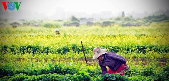 Le printemps s'empare des champs de fleurs de moutarde - ảnh 1