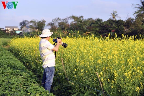 Le printemps s'empare des champs de fleurs de moutarde - ảnh 4