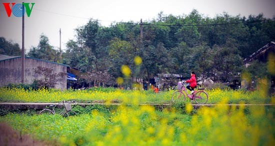 Le printemps s'empare des champs de fleurs de moutarde - ảnh 12