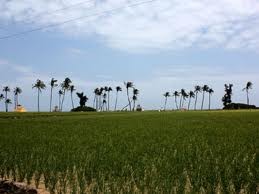 Visiter l’île de Lý Sơn-le royaume de l’ail - ảnh 3