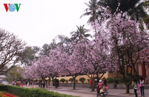 Le Nord-Ouest au sein de Hanoi - ảnh 2