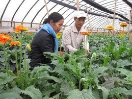 La redistribution des terrains agricoles à Hanoi  - ảnh 1