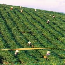 Contruction de routes vicinales à l’ancienne base révolutionnaire de Tuyên Quang - ảnh 2