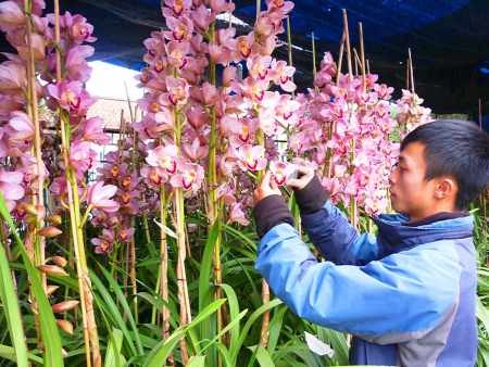 Appliquer les hautes technologies dans la production agricole - ảnh 2