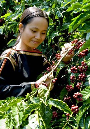 Vietnam, premier exportateur mondial du café vers un développement durable - ảnh 1