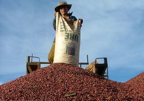 Vietnam, premier exportateur mondial du café vers un développement durable - ảnh 2