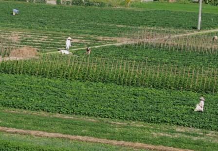 La province de Ha Nam s’emploie à redistribuer les terrains agricoles - ảnh 1