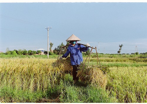 Nouvelle ruralité, nouvelle main d’oeuvre - ảnh 1