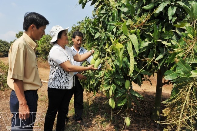 Les Chăm à Đồng Nai répondent à la nouvelle ruralité - ảnh 2