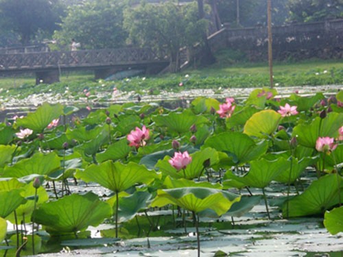 Les graines de lotus de Hue - ảnh 1