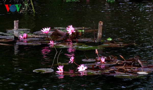 La beauté exceptionnelle du ruisseau d'Hirondelle - ảnh 2