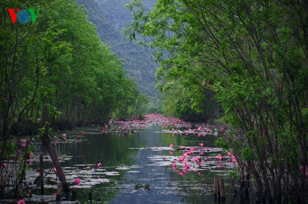 La beauté exceptionnelle du ruisseau d'Hirondelle - ảnh 4