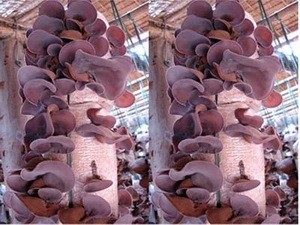 La culture des champignons à Ha Nam - ảnh 2