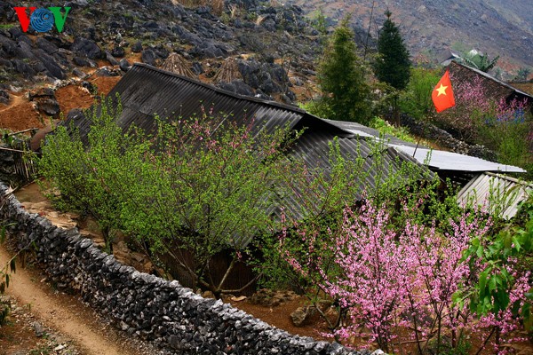 Couleur printanière sur les hauts plateaux rocheux - ảnh 2