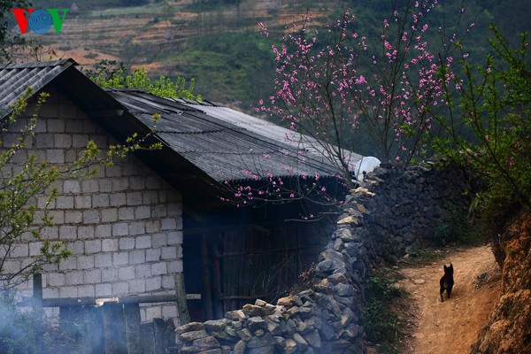 Couleur printanière sur les hauts plateaux rocheux - ảnh 3