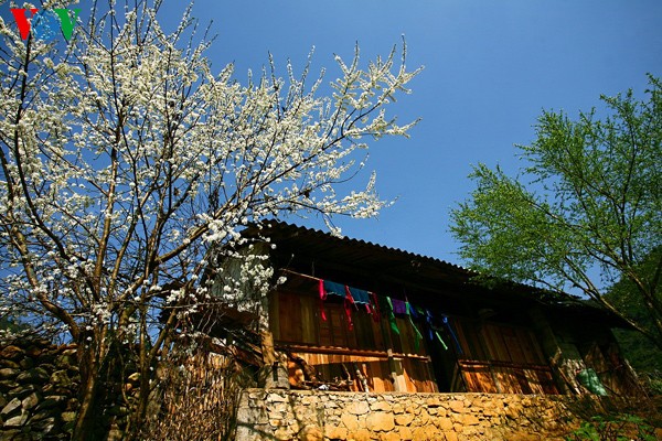 Couleur printanière sur les hauts plateaux rocheux - ảnh 6