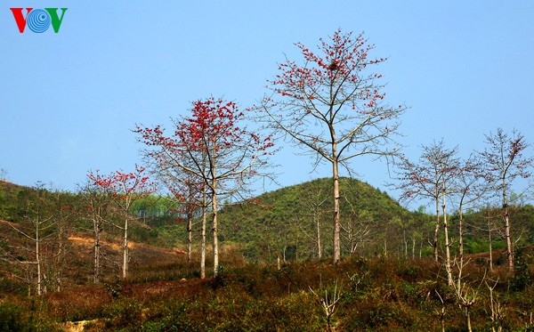 Couleur printanière sur les hauts plateaux rocheux - ảnh 7